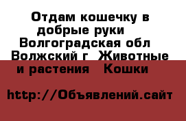 Отдам кошечку в добрые руки.  - Волгоградская обл., Волжский г. Животные и растения » Кошки   